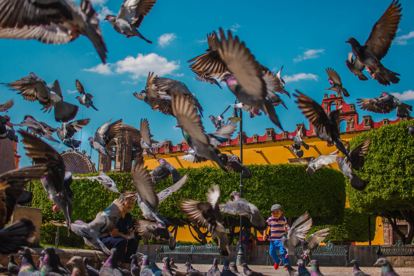 niño corriendo entre aves volando